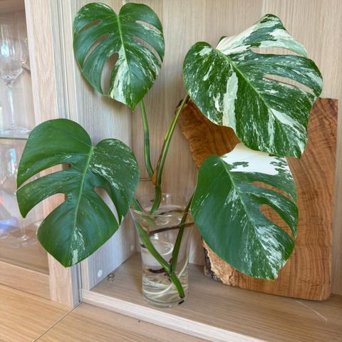 Monstera Variegata