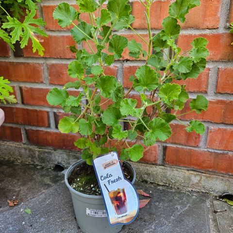 Coladuftende pelargonium