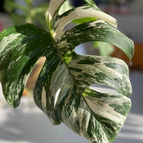 Monstera variegata stiklinger selges