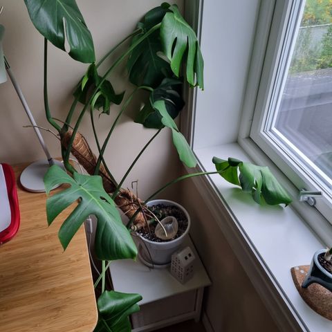 Monstera Potteplante + hvitfarget potte i keramikk