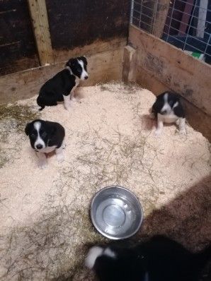 3 leveringsklare Border Collie hanner*1 LEDIG*