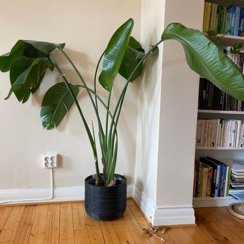 Potteplante Strelitzia ‘Nicolai’ og Monstera