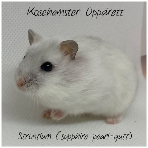 Renartet vinterhvit dverghamster unge m/stamtavler fra Kosehamster