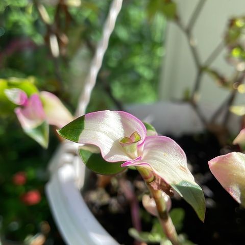 Tradescantia Blushing Bride