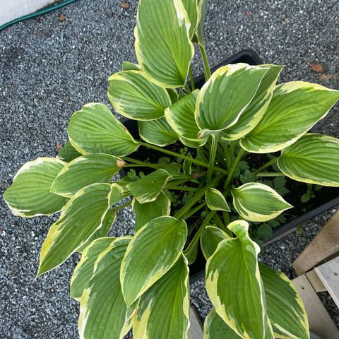 Hosta