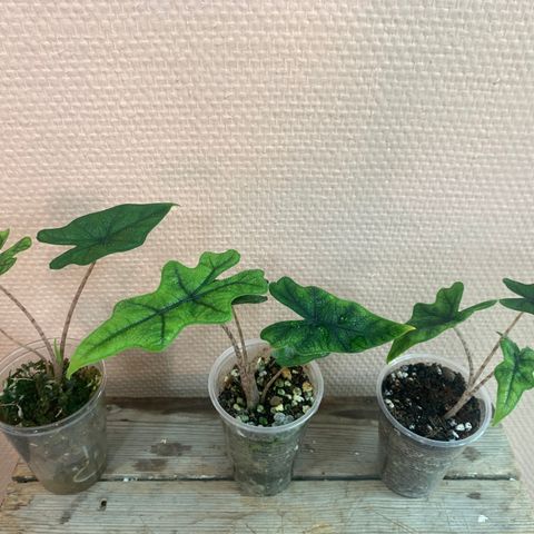 Alocasia tandurusa Jacklyn 2 igjen.