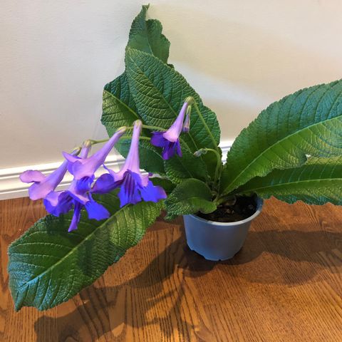 Stiklinger streptocarpus