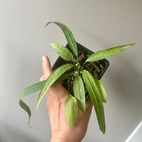 Anthurium vittarifolium - nr 2