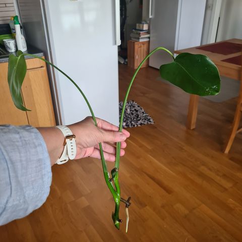 Vanlig monstera stikkling