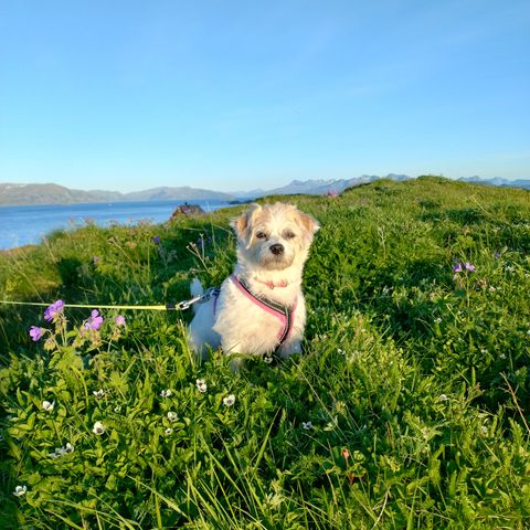 Jack Russell/DSG blandingsvalp ønskes