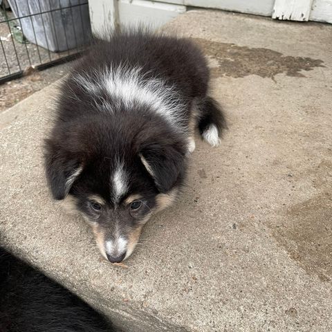 Shetland sheepdog