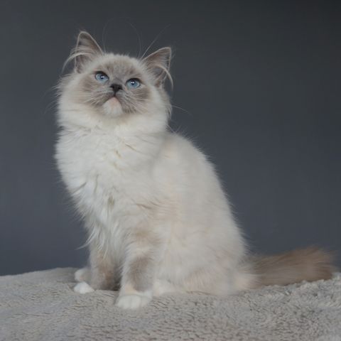 Blå Tortie Mitted Ragdoll Jente Kattunge