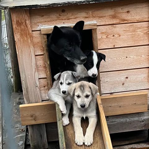 Husky valper !!! En sommerflørt ga resultater