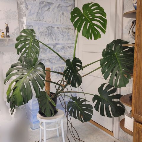 Majestetisk Monstera til salgs!