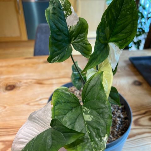 Syngonium albo white 4 planter i en potte med flere blader selges for 500kr