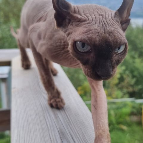 Sphynx katt