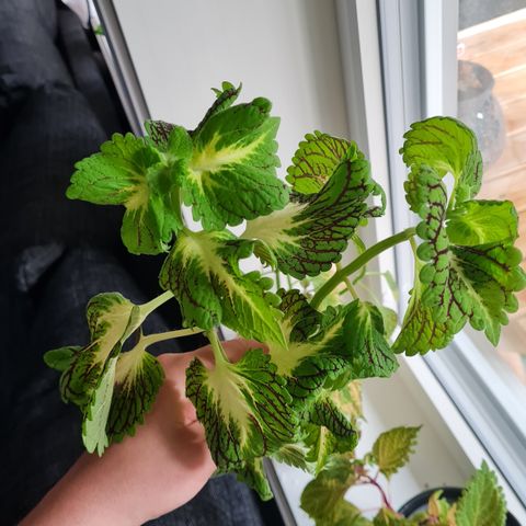 Coleus - free 2 pcs cuttlings