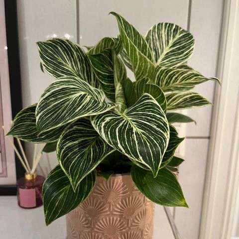 Philodendron white measure med potte