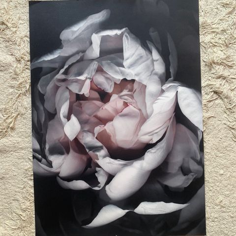 Foto-plakat av nærbilde av en dus rosa blomst, i 50x70 cm størrelse