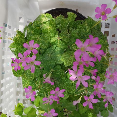 Oxalis Corymbosa Aureo-reticulata.Oxalis Triangularis