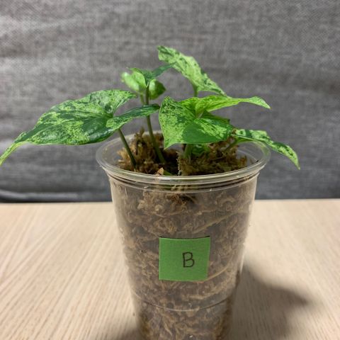 Syngonium Mottled Mojito (B)