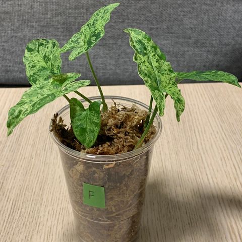 Syngonium Mottled Mojito (F)