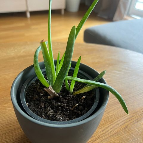 Aloe vera plante