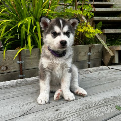 Malamute og Siberian Husky valper