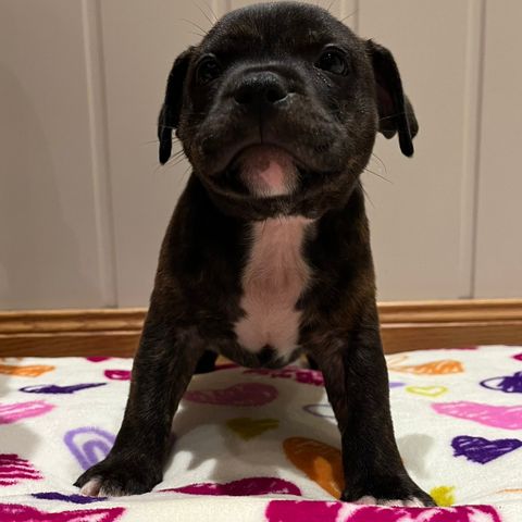 Staffordshire Bull Terrier valper selges - Renraset, NKK-registrert, stamtavle