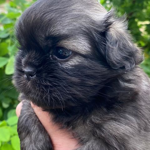 Tibetansk spaniel