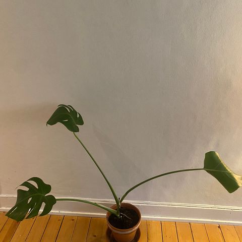 monstera med tre grener 63 cm