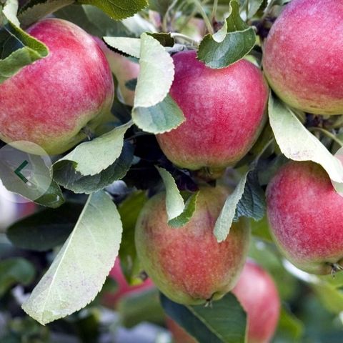 Søker greener av frukttrær- helst epler - for kaniner