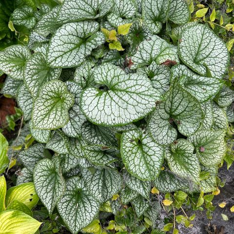 Diverse Hosta/Bladlijer planter til salgs