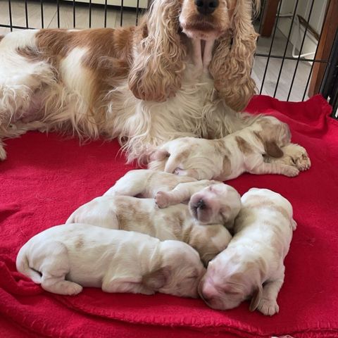 Engelsk cocker spaniel