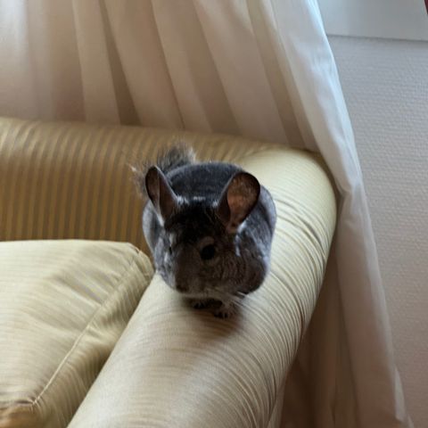 Chinchilla hann