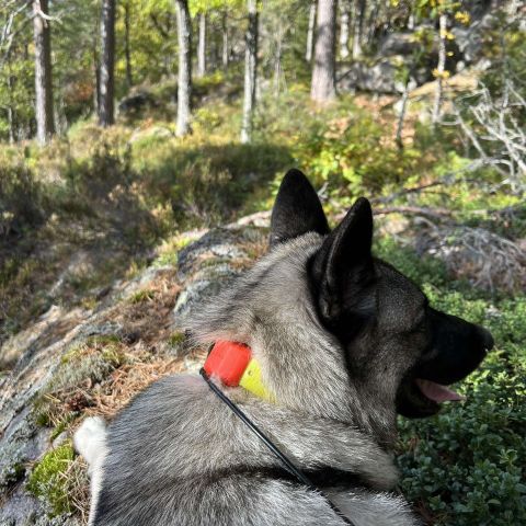 Hund og fører søker elgjakt