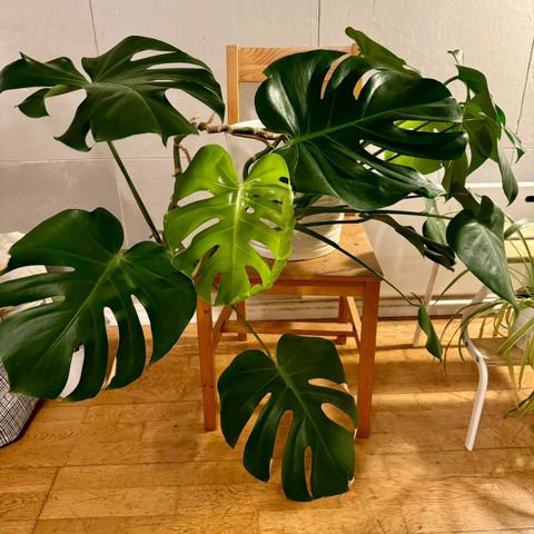 Monstera