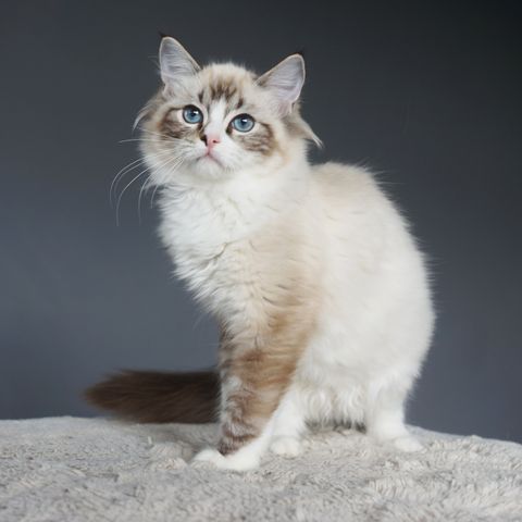 Brun Tabby Mitted Ragdoll Gutt Kattunge