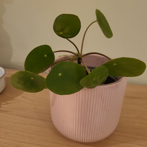 Pilea plante