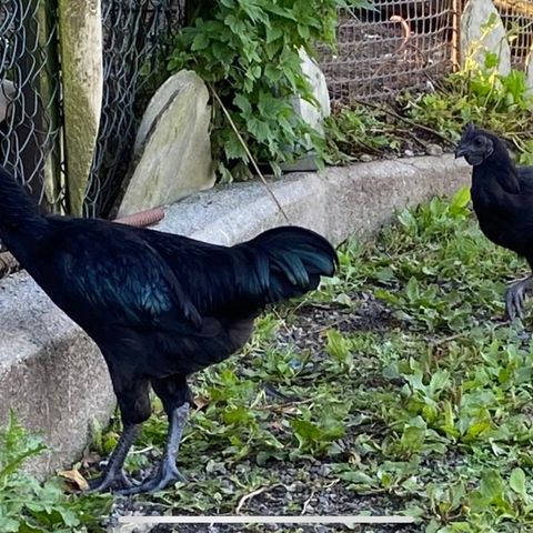 ayam cemani