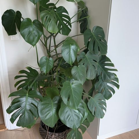 Monstera - 170 cm høy