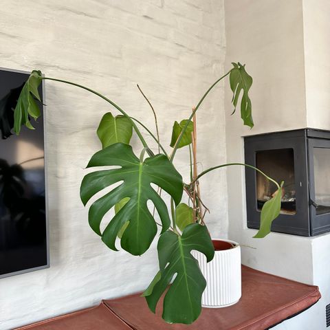 Monstera