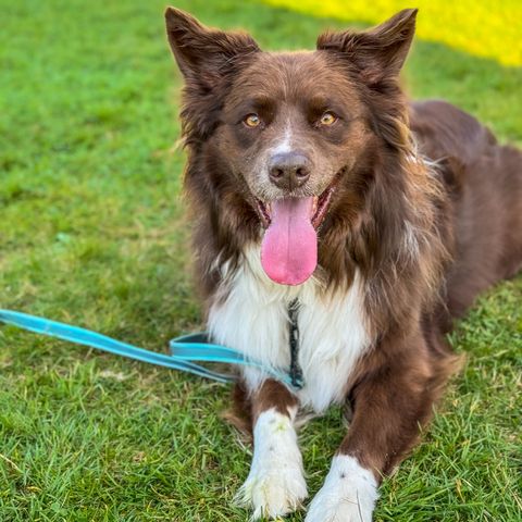 Australian Shepherd