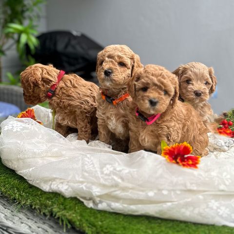 Nydelige Maltipoo valper