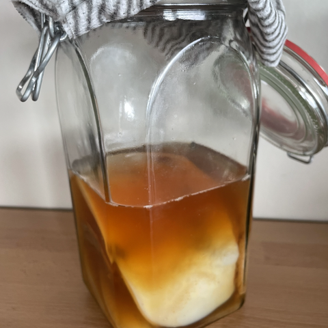 Kombucha SCOBY med startervæske