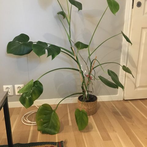 Monstera plante