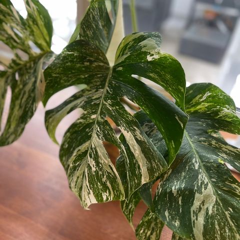 monstera variegata stikling