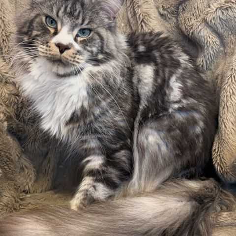 Maine Coon