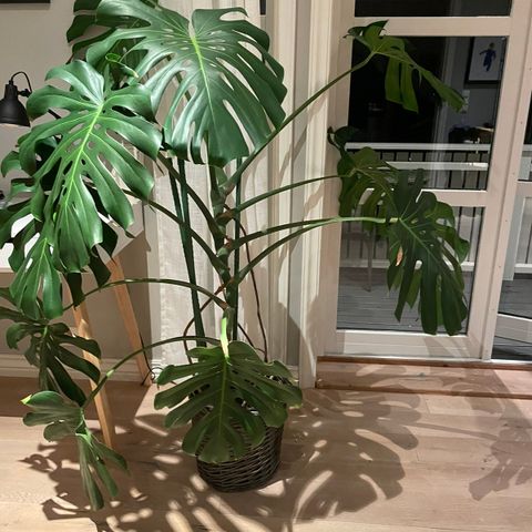 Monstera