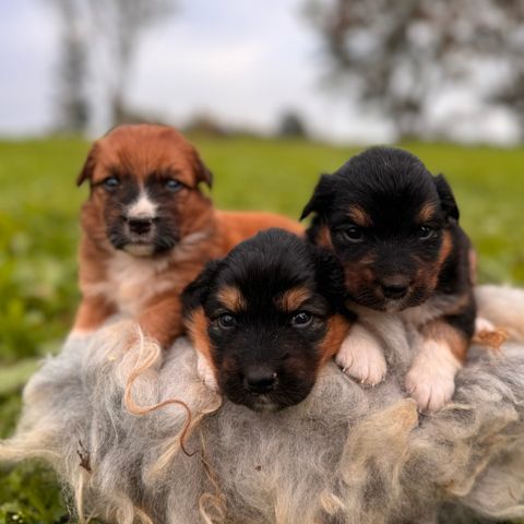 Aussie og Toller valper